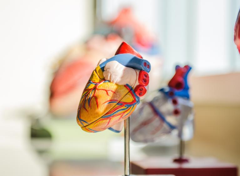 A model of the human heart.