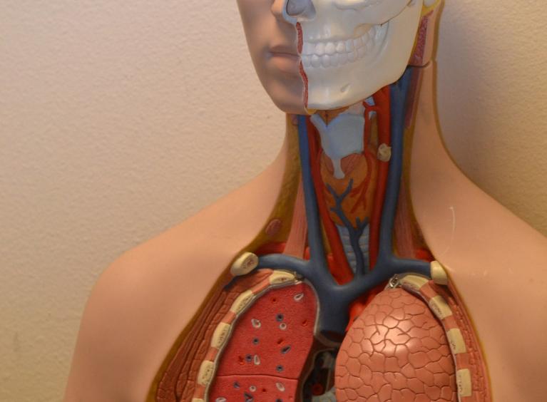 A model of the body showing internal organs including the lungs - these are used for teaching.