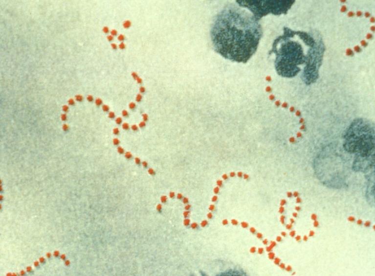 Photomicrograph of Streptococcus pyogenes bacteria, 900x Mag. 