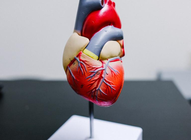 3D model of the human heart