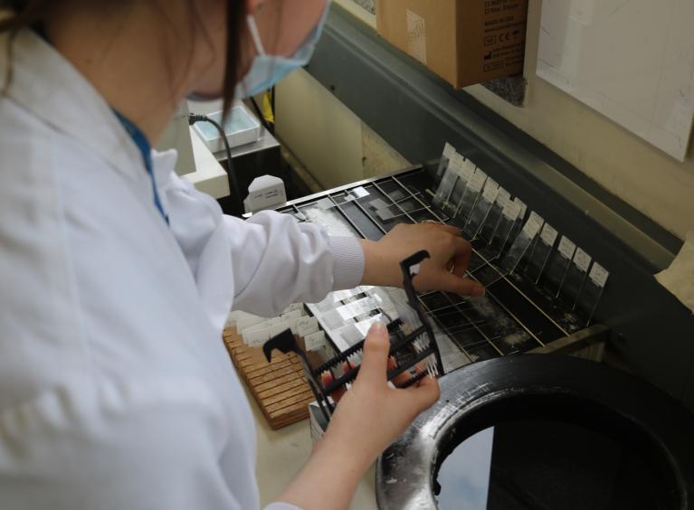 A biomedical scientist at work in a lab