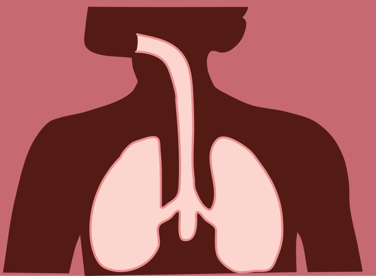 Picture highlighting the lungs